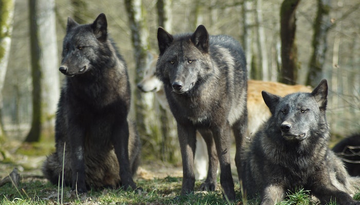 Os lobos podem ouvir sons a uma distância de 16 km. Por causa da sua audição altamente sensível. Vida selvagem que você provavelmente não sabia! 