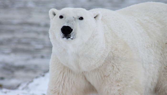 Urso Vida Selvagem que Você Não Sabia, Os ursos polares podem nadar até 100 km em uma única sessão