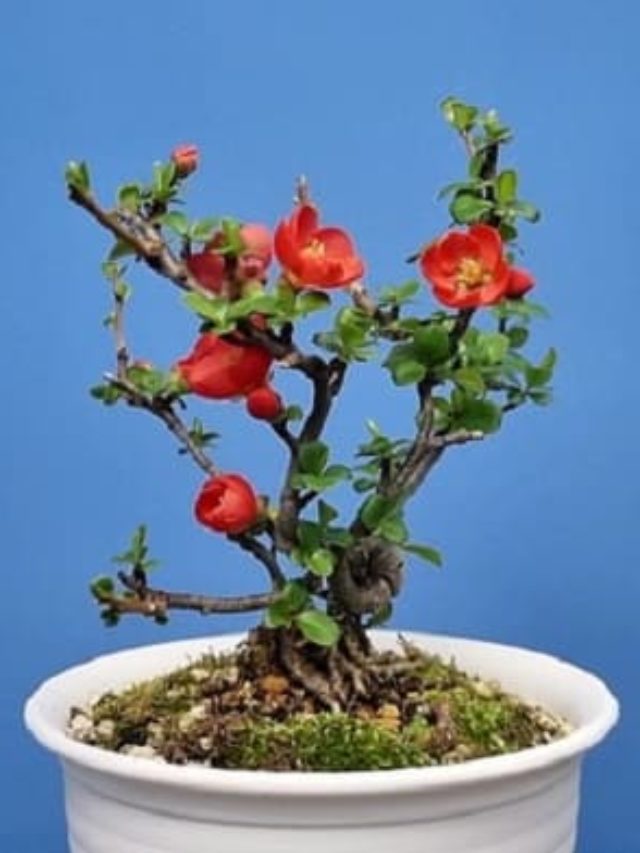 A Fórmula da Longevidade!