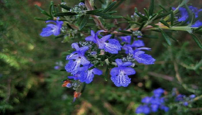 Melhores Plantas para Repelir Baratas e Insetos: Alecrim, Lavanda e Mais!