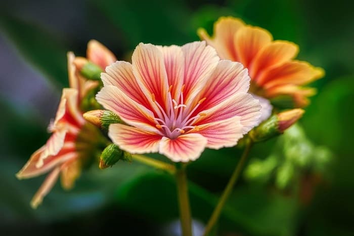 Que tal criar um rocaille, também conhecido como jardim de pedras, para destacar ainda mais essas plantas alpinas em seu espaço exterior? Esse tipo de jardim não só fornece condições ideais para o crescimento das plantas alpinas, mas também adiciona um toque de autenticidade alpina ao seu jardim.