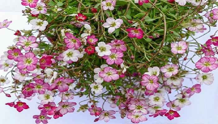 Que tal criar um rocaille, também conhecido como jardim de pedras, para destacar ainda mais essas plantas alpinas em seu espaço exterior? Esse tipo de jardim não só fornece condições ideais para o crescimento das plantas alpinas, mas também adiciona um toque de autenticidade alpina ao seu jardim.