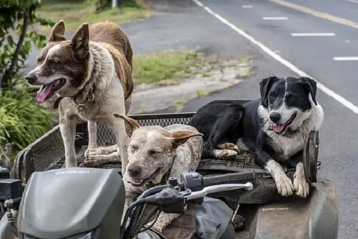 Aqui estão algumas curiosidades sobre os Cães, nossos amigos de quatro patas que podem surpreendê-lo.