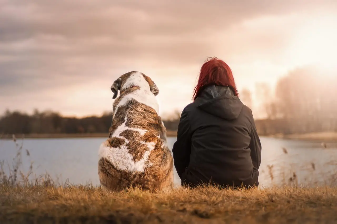 Curiosidades Sobre Os Cães 10 Fatos Incríveis Academia Dsaúde 5800