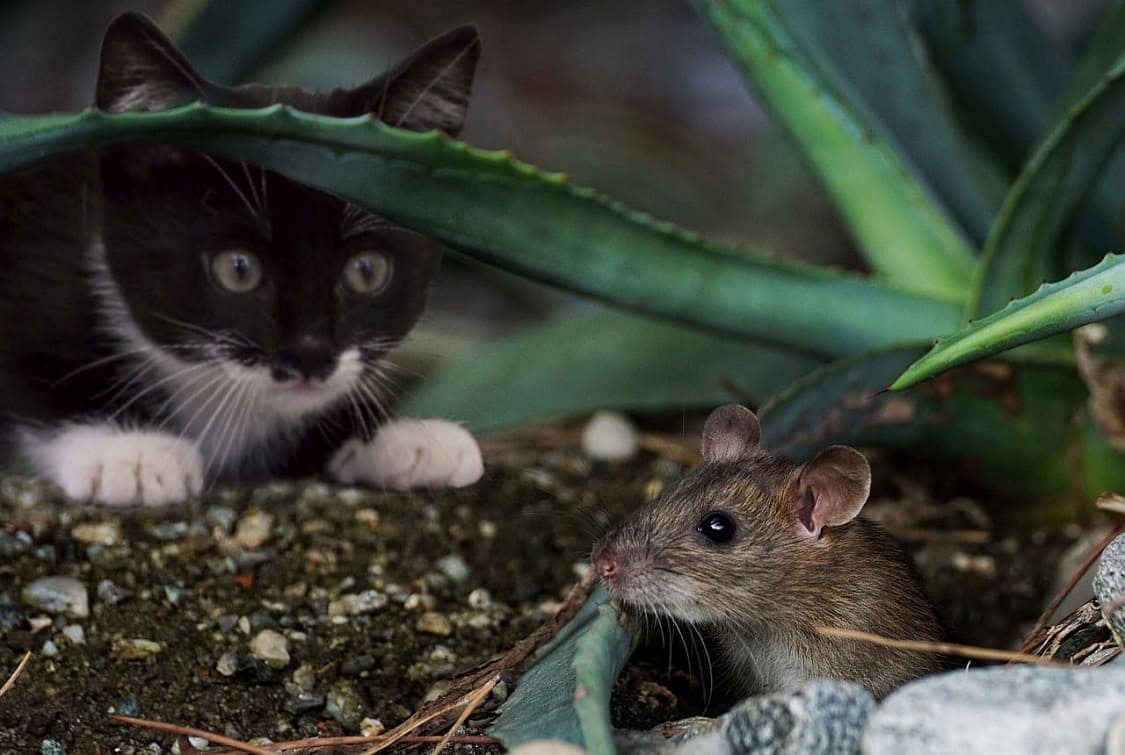 A domesticação dos gatos remonta aos primórdios da agricultura, onde se tornaram aliados vitais no controle de pragas.