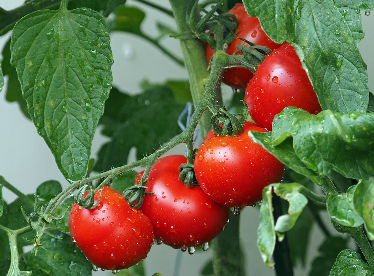 variedades de tomate mais saborosas para suas receitas.