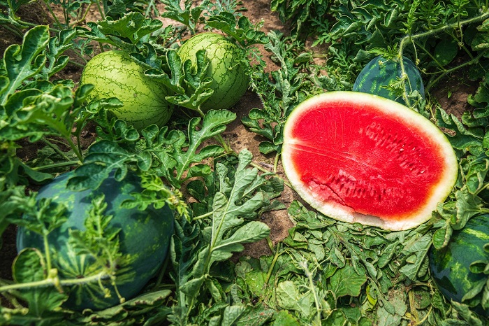 Existem mais de 1000 tipos delas em todo o mundo. A melancia é a terceira fruta mais plantada no brasil.